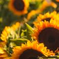 Smukke gule solsikker